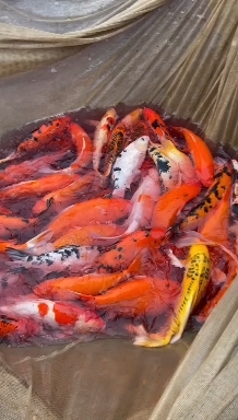苏州各种锦鲤