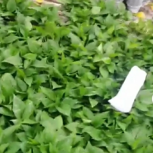 广州绿萝