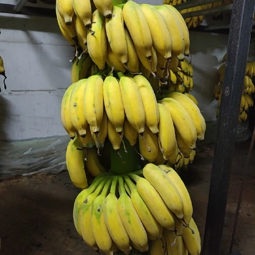 香蕉，粉蕉