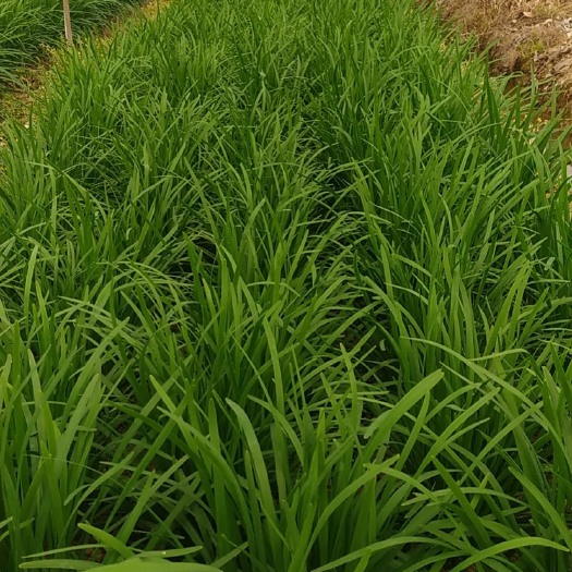 高州市大叶韮菜