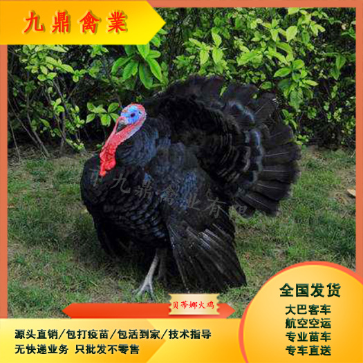 广州广州孵化场直售出壳贝蒂娜火鸡苗黑毛火鸡苗运输包邮包做疫苗