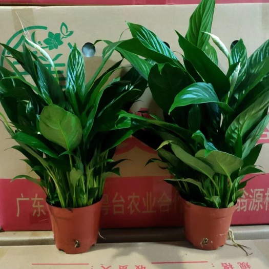 广州白掌（一帆风顺）盆栽基地直销全国发货持续有货