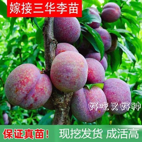 灵山县三华李苗李子果树苗钱排银妃三华李树苗米李可盆栽栽庭院种植