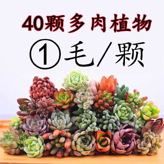 蚌埠多肉混合发货