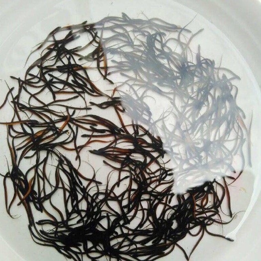 新沂市鳝鱼苗，黄鳝苗，鳝鱼苗，