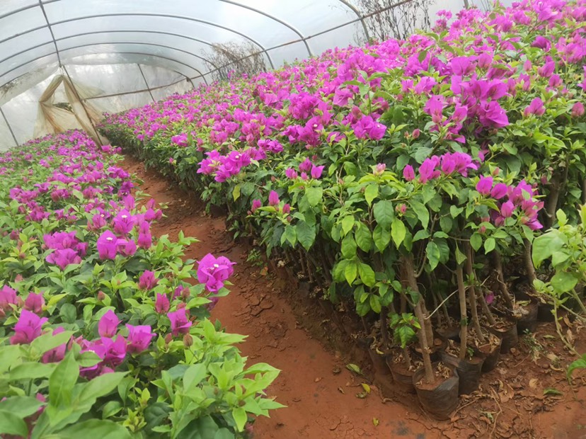 三角梅40公分高袋苗工程绿化用 可脱土发货