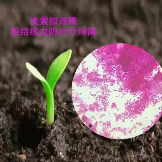 济宁淡紫拟青霉根结线虫专用微生物菌剂无农残 不伤根 不伤苗