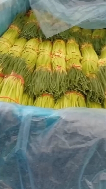 中牟县河南中牟红帽蒜苔，商超标准，大量现货
