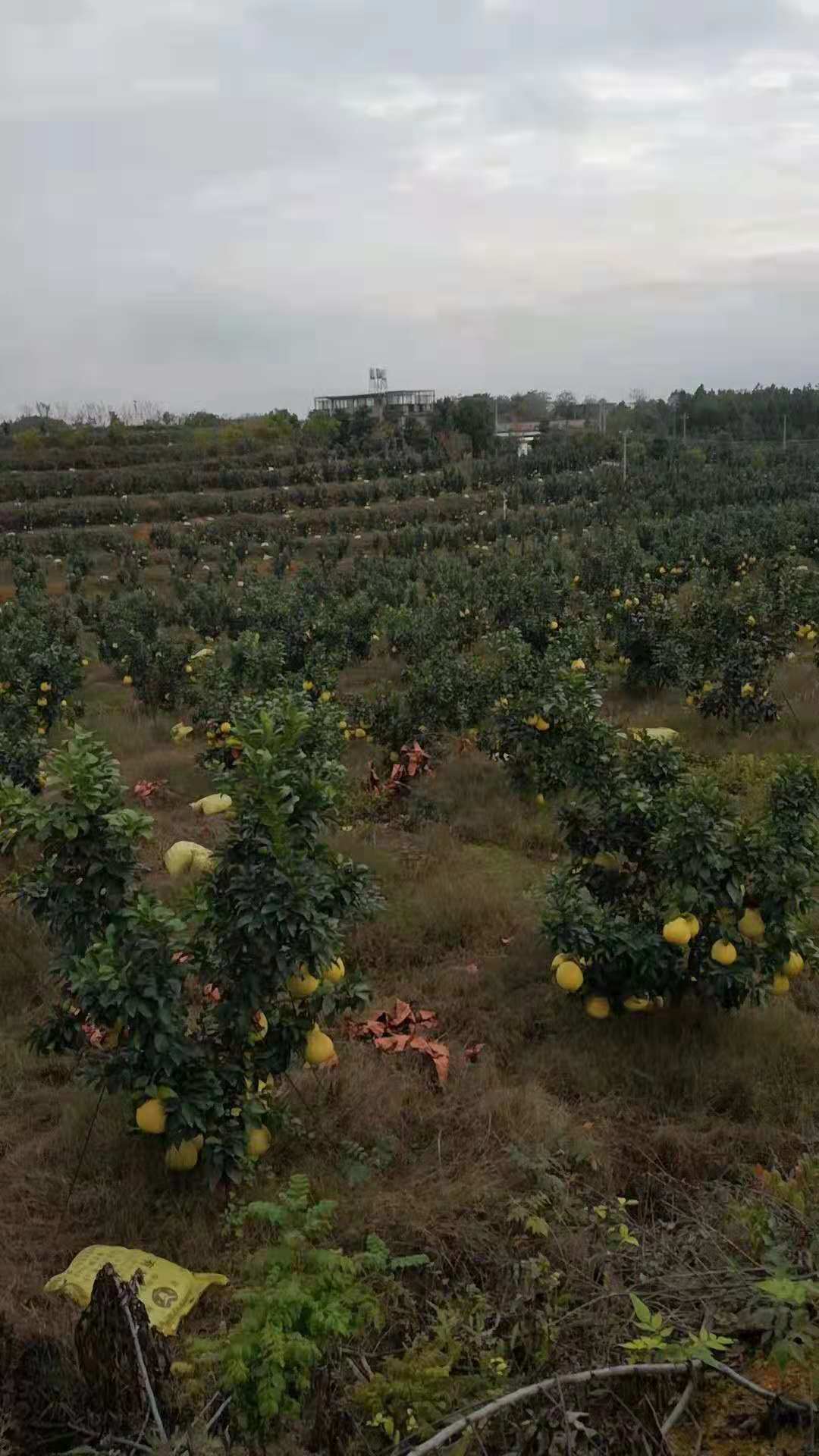 广丰马家柚苗 江西马家柚苗