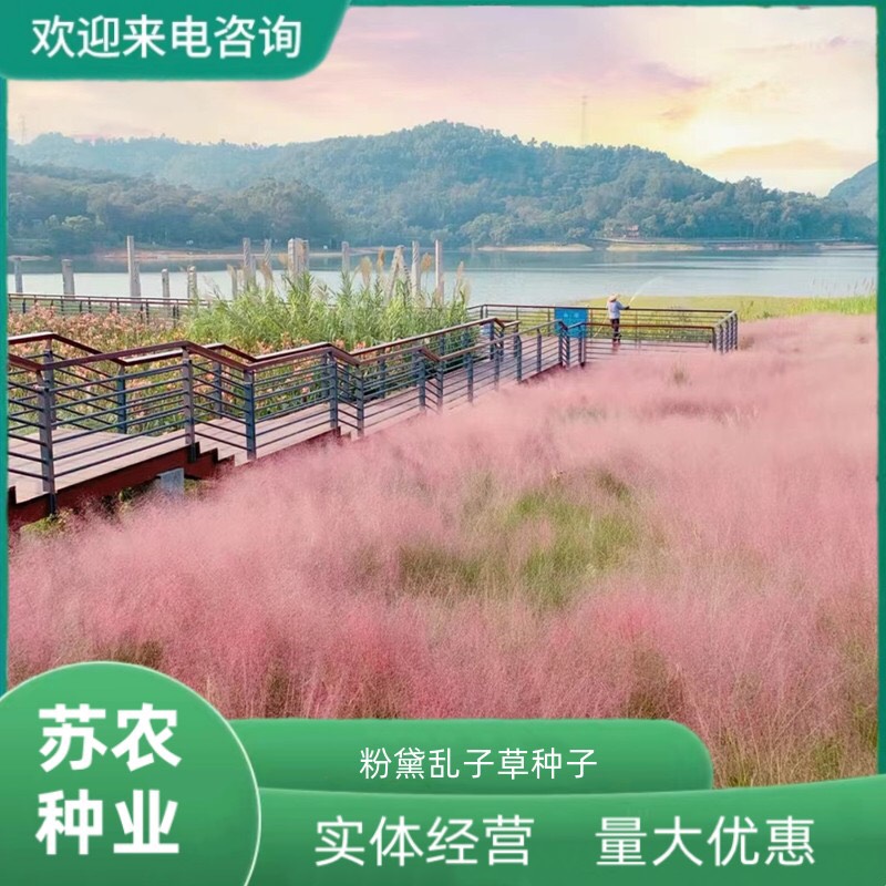 沭阳县粉黛乱子草种子网红草花种籽子毛芒乱子草多年生花种子春天花种子