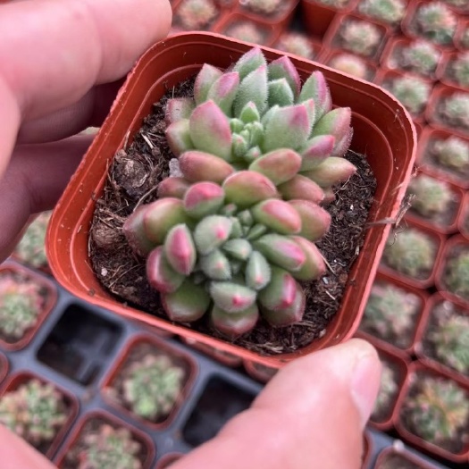 青州市多肉植物红唇15000颗打包出