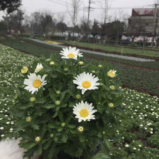 成都苗圃直销白晶菊 双色杯白晶菊 白晶菊价格