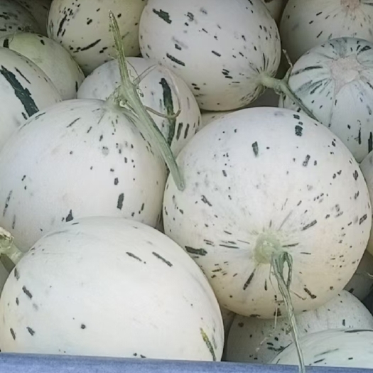 乐东县流星雨蜜瓜，精选精装