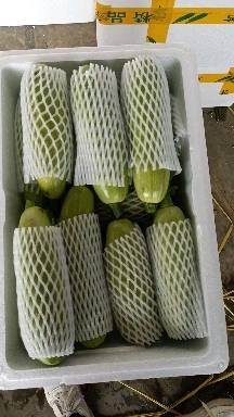 聊城山东省聊城市油绿西葫芦