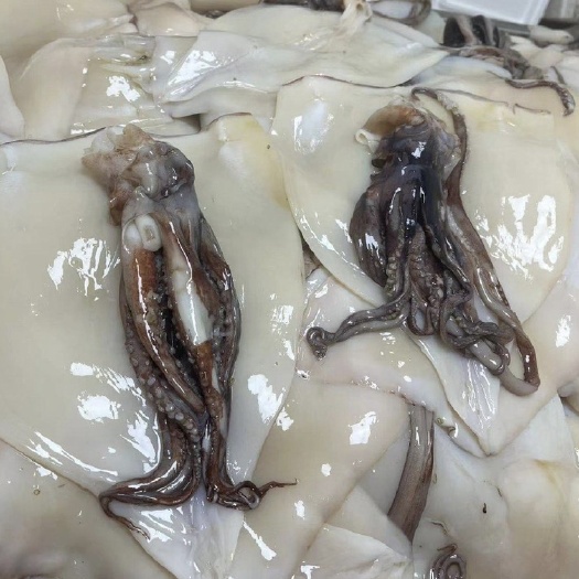 连云港大鱿鱼清理好发货