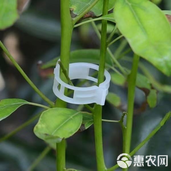 扶蔓固定夹 绑蔓夹固定卡扣 绿植夹 固定器秧苗定型