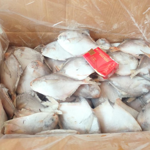 连云港银鲳鱼，价格美丽，精选品质