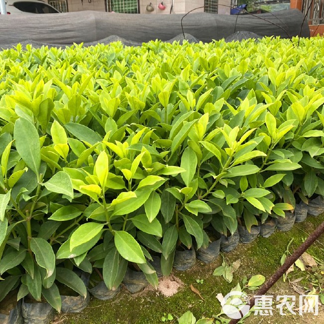 非洲茉莉 灰莉 地被工程小苗 基地直销