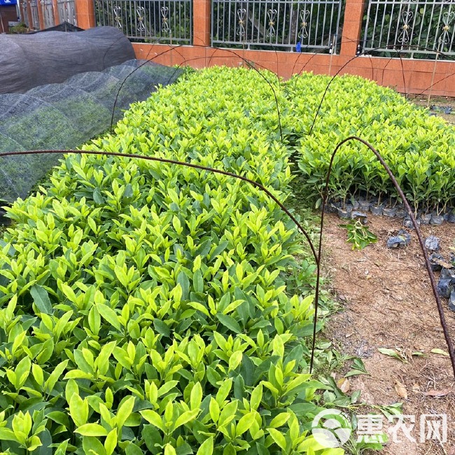 非洲茉莉 灰莉 地被工程小苗 基地直销