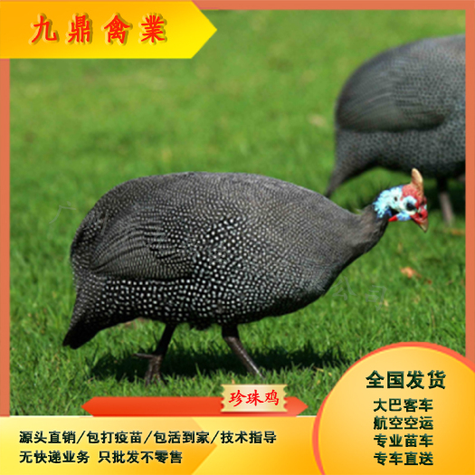 广州广州孵化场直售出壳珍珠鸡苗山鸡苗包做疫苗运输包邮