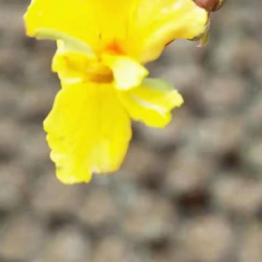沭阳县迎春花
