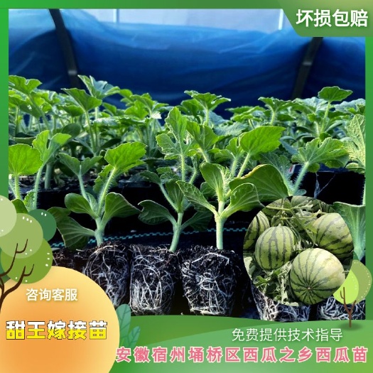 甜王西瓜苗 安徽宿州优质种苗 健壮植株 直发埇桥区
