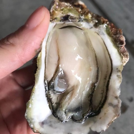 饶平县广东潮汕生蚝鲜活牡蛎商用全壳半壳烧烤地摊生蚝的50斤100斤