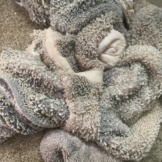 贵港新鲜牛肚