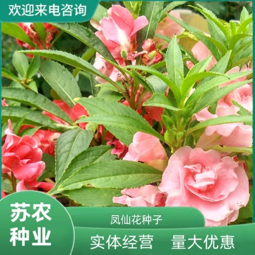 重瓣凤仙花种子盆栽地栽阳台室外春季花卉四季播种指甲花种籽