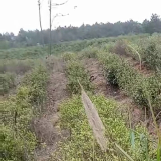 珠海瑶山茶庄