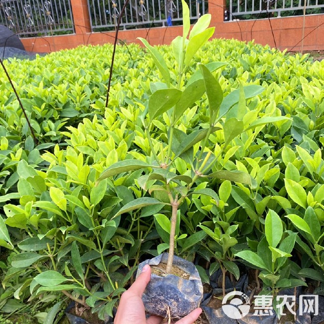 非洲茉莉 灰莉 地被工程小苗 基地直销