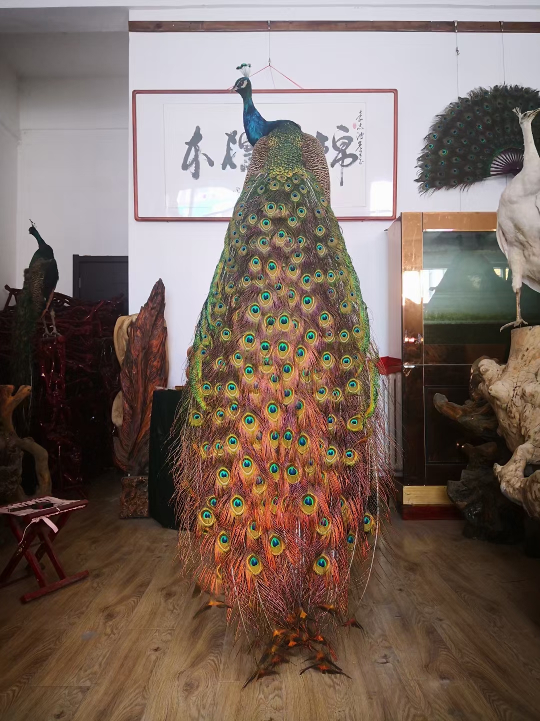 藍(lán)孔雀苗價格觀賞孔雀基地孔雀幼崽小孔雀苗價格