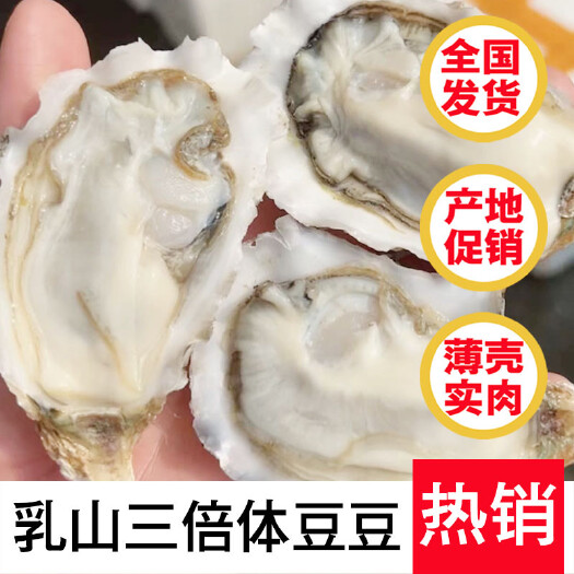 广州乳山精品三倍体 豆豆 乳山生蚝工厂批发 支持在线交易