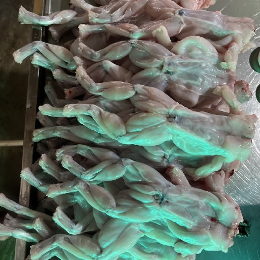 汕头广东牛蛙~产地一手货源，对接大型批发商，欢迎来电！
