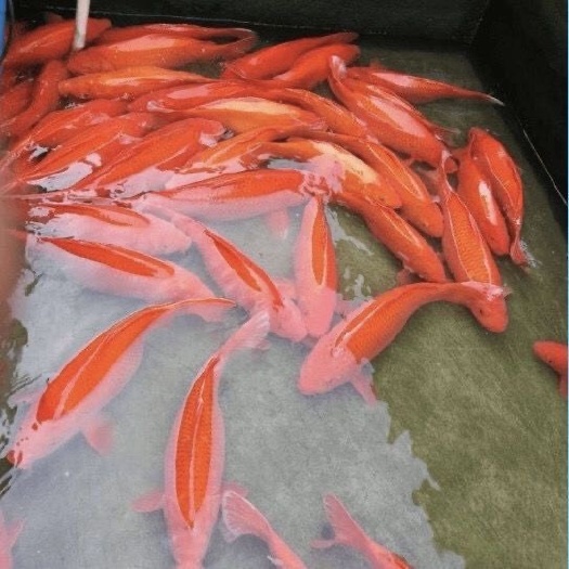 新沂市锦鲤