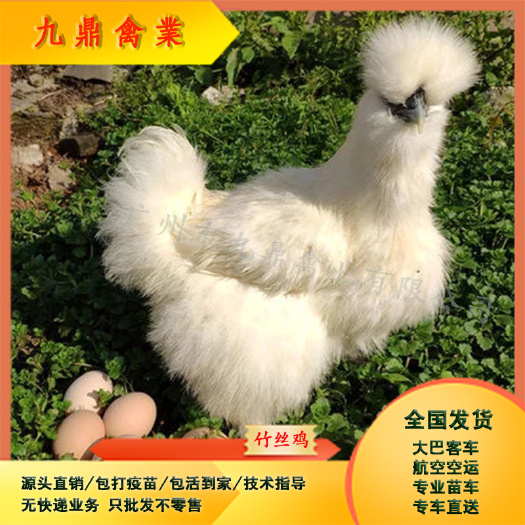 广州广州孵化场直售大种竹丝鸡苗乌骨鸡苗运输包邮包做疫苗