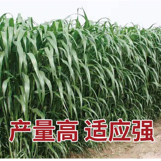 嘉祥县高丹牧草四季养殖猪牛羊鸡鸭鹅鱼