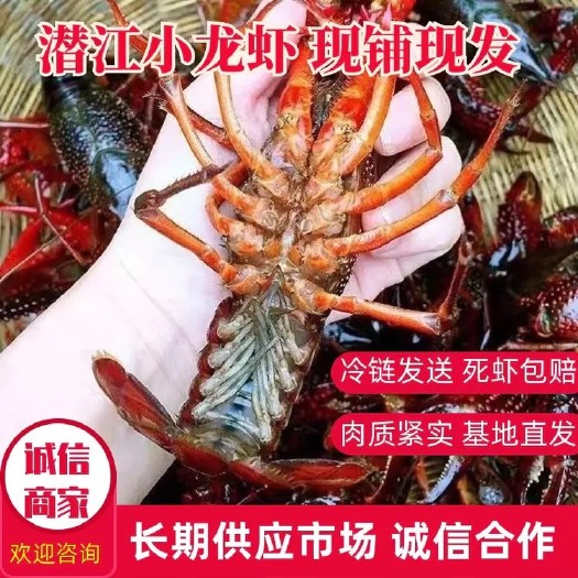 潜江市湖北潜江鲜活小龙虾青、红24钱46钱68钱全规格当天现抓分拣