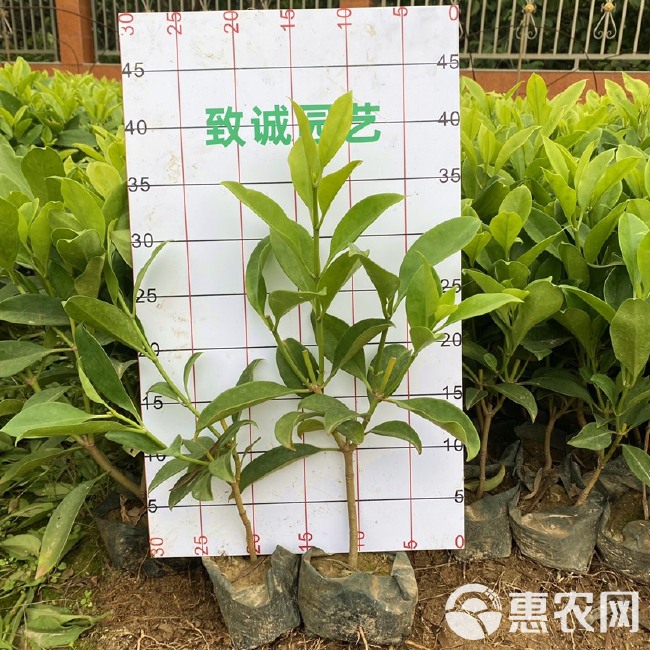 非洲茉莉 灰莉 地被工程小苗 基地直销