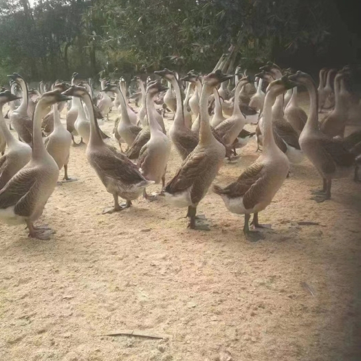 道县淘汰老鹅