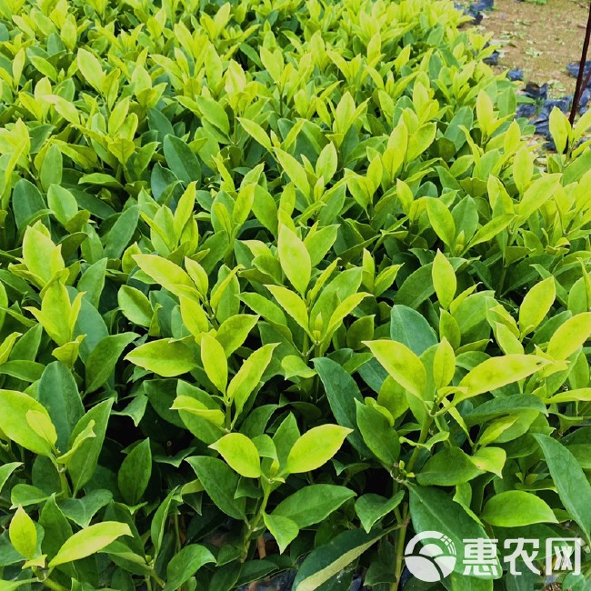 非洲茉莉 灰莉 地被工程小苗 基地直销