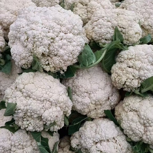 博爱县白花菜花 大量上市中 长期对接 市场 超市 电商平台等质量好