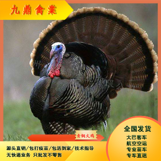 广州广州孵化场直售大种青铜火鸡苗麻火鸡苗包做疫苗运输包邮