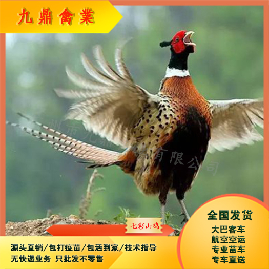 广州广州孵化出壳七彩山鸡苗观赏鸡苗小鸡苗包做疫苗运输包邮