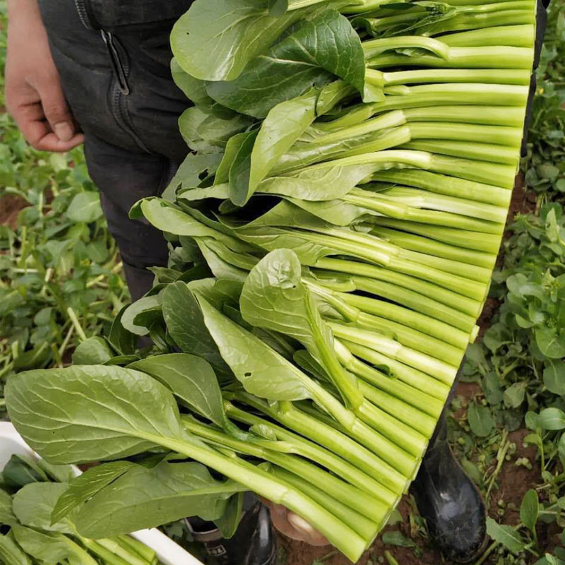 甜菜心种子 广良菜心种子抗热耐湿30天收青菜种籽基地四季