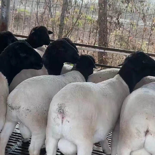 郓城县黑头杜泊羊，绵羊，包邮到家，疫苗打完了