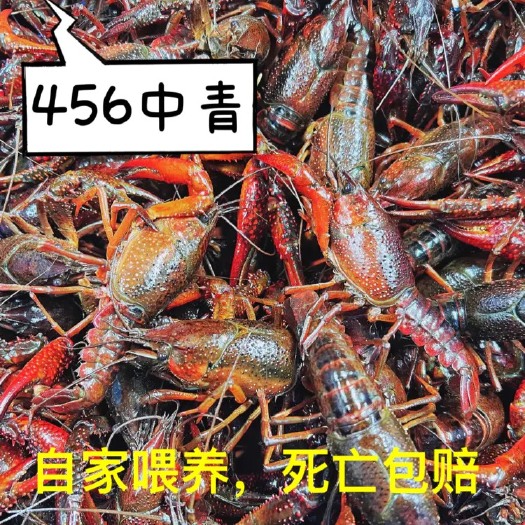 潜江市湖北潜江小龙虾小中大青虾红虾炮头餐饮批发团购一手货源直发