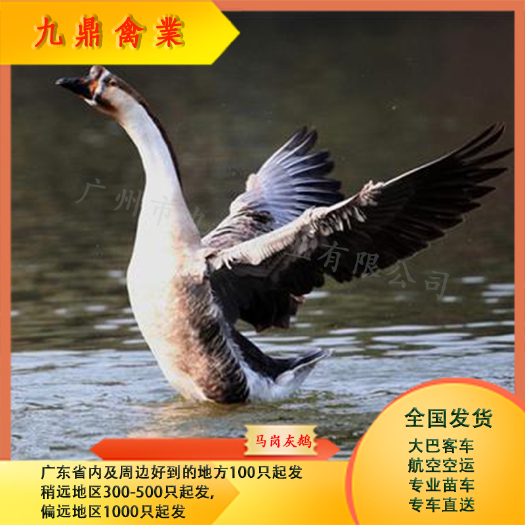 广州广州孵化场直售清远马岗鹅苗灰鹅苗运输包邮包做疫苗