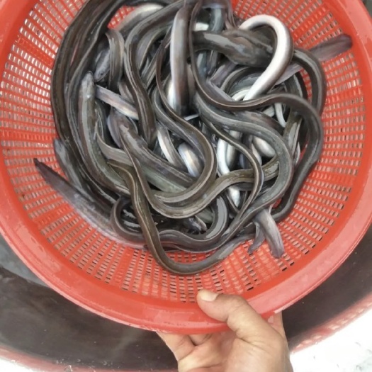 新沂市鳗鱼苗