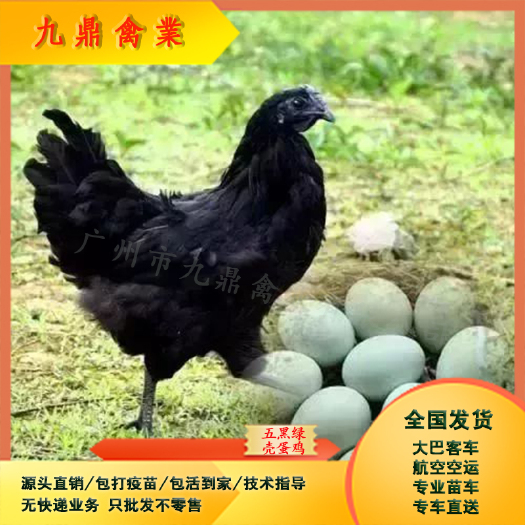 广州广州白云区孵化场直售出壳五黑绿壳蛋鸡苗年产蛋220枚左右